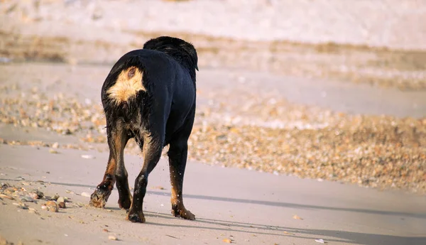 Yazın plajda koşan bir Rottweiler. Sahildeki tehlikeli köpek yavrusu mutlu bir şekilde banyo yapıyor.. — Stok fotoğraf