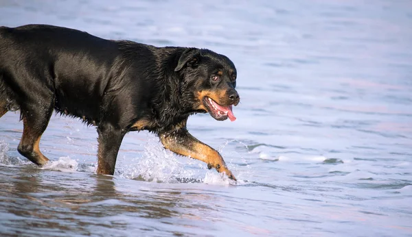 Yazın plajda koşan bir Rottweiler. Sahildeki tehlikeli köpek yavrusu mutlu bir şekilde banyo yapıyor.. — Stok fotoğraf