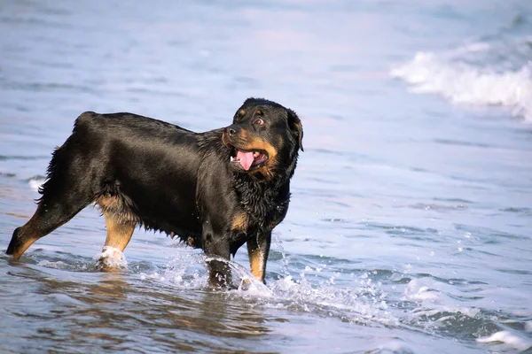여름철에는 해변에서 운행하는 로트와일러가 있다. 해변에 있는 위험 한 개 행복하게 목욕을 하고 있다. — 스톡 사진