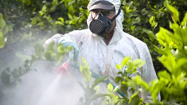 Pulvériser des pesticides, pesticide sur le citron de fruits dans la plantation agricole en croissance, espagne. Pulvérisation ou fumigation de pesticides par l'homme, lutte antiparasitaire. Fumigation à l'insecticide des mauvaises herbes. Agriculture écologique biologique. — Photo