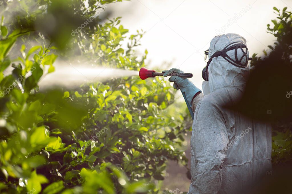 Spray pesticides, pesticide on fruit lemon in growing agricultural plantation, spain. Man spraying or fumigating pesti, pest control. Weed insecticide fumigation. Organic ecological agriculture.