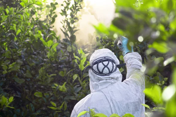 Pesticidas de pulverização, pesticida em limão de fruto em plantação agrícola crescente, espanha. Homem pulverizando ou fumigando pesti, controle de pragas. Fumigação de insecticida de ervas daninhas. Agricultura ecológica biológica. — Fotografia de Stock