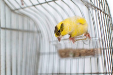 The Atlantic canary bird Serinus canaria , canaries, island canary, canary, or common canaries birds perched on a wooden stick against lemon trees inside huge cage as captive pet in Spain. clipart