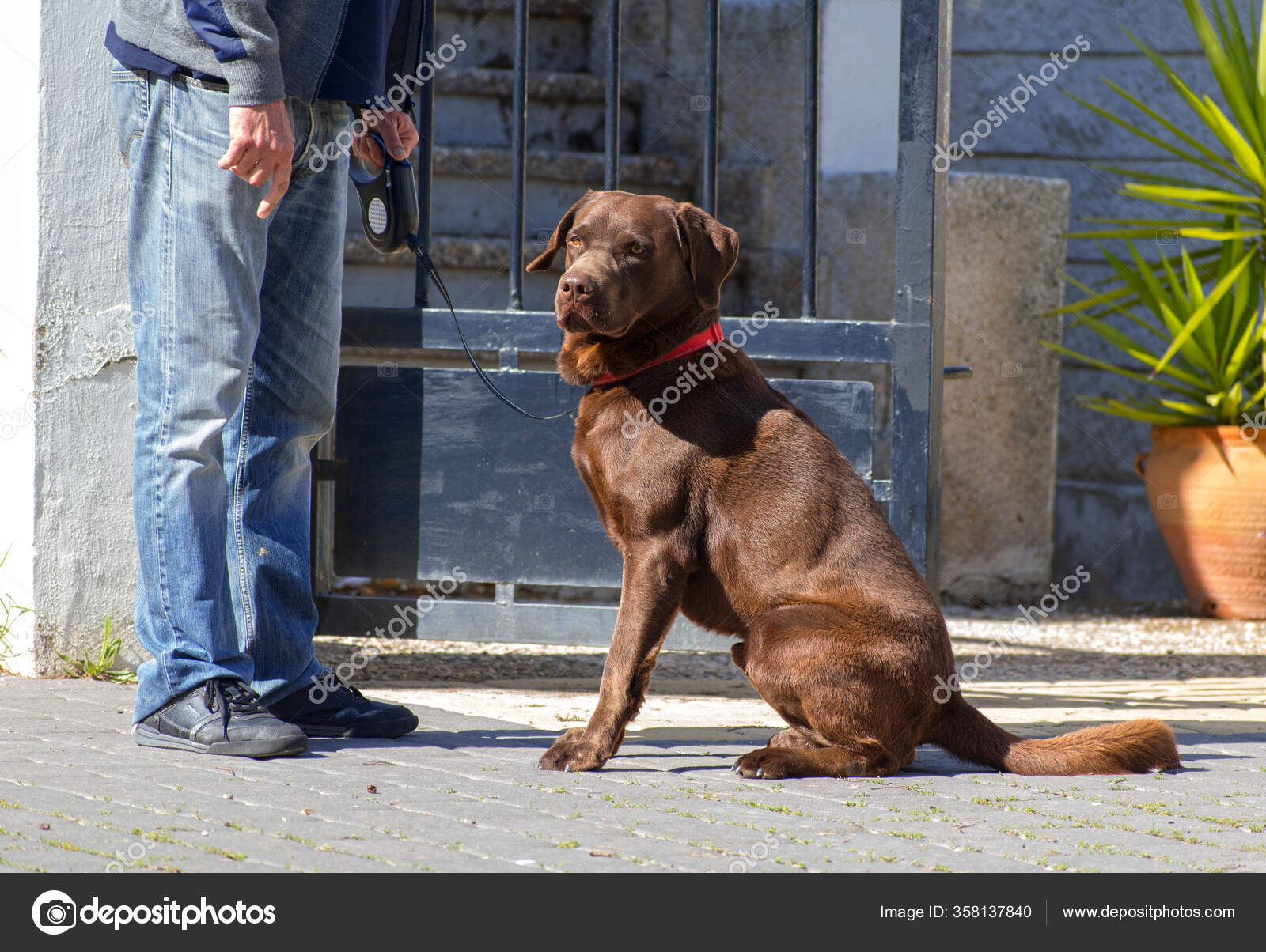 Ein Schokoladen Labrador Retriever Spazieren Gehen Nach Der Nationalen