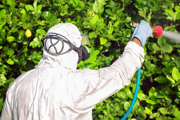 Spray pesticides, pesticide on fruit lemon in growing agricultural plantation, spain. Man spraying or fumigating pesti, pest control. Weed insecticide fumigation. Organic ecological agriculture