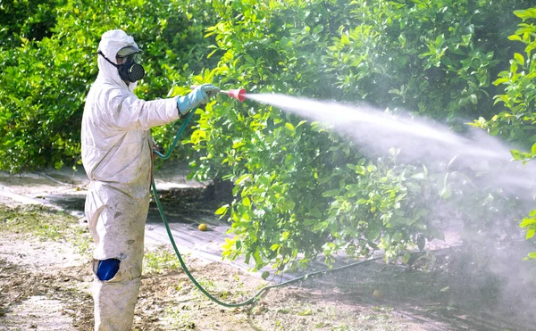 Püskürtme ilaçları, tarım çiftliğinde yetiştirilen meyve limonuna böcek ilacı, İspanya. Adam spreyleme ya da pesti ilaçlama, haşere kontrolü. Ot böcek ilacı dezenfekte etme. Organik ekolojik tarım