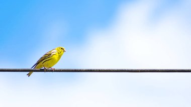 The Atlantic canary bird (Serinus canaria), canaries, island canary, canary, or common canaries birds perched on an electric wire clipart