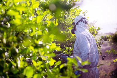 Ot böcek ilacı dezenfekte etme. Organik ekolojik tarım. Püskürtme ilaçları, tarım çiftliğinde yetiştirilen meyve limonuna böcek ilacı, İspanya. Adam spreyleme ya da pesti ilaçlama, haşere kontrolü.