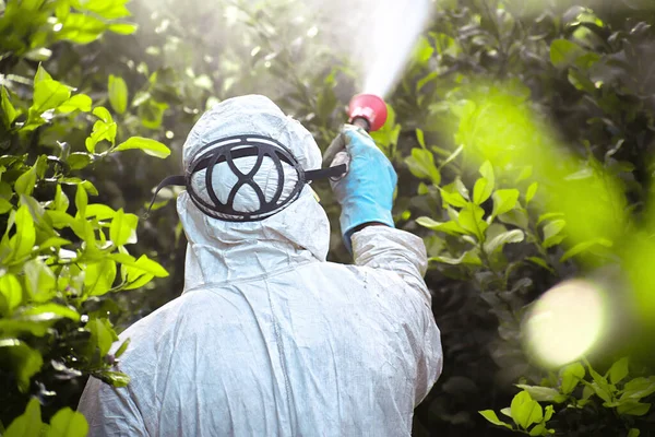 Dezynfekcja Chwastów Rolnictwo Ekologiczne Rozpylać Pestycydy Pestycydy Cytrynę Owocową Plantacji — Zdjęcie stockowe