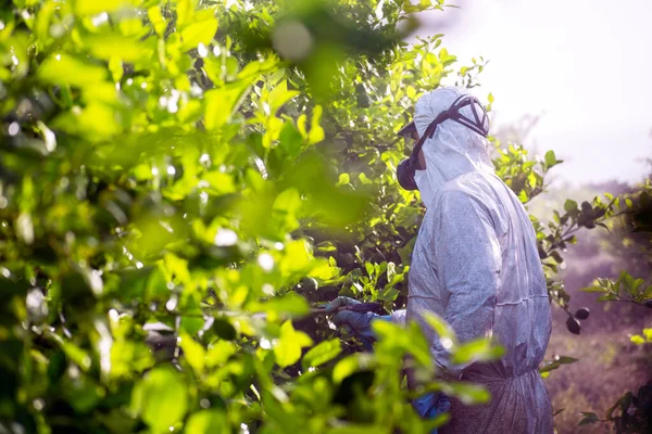 Fumigação Insecticida Ervas Daninhas Agricultura Ecológica Orgânica Pesticidas Pulverização Pesticida — Fotografia de Stock