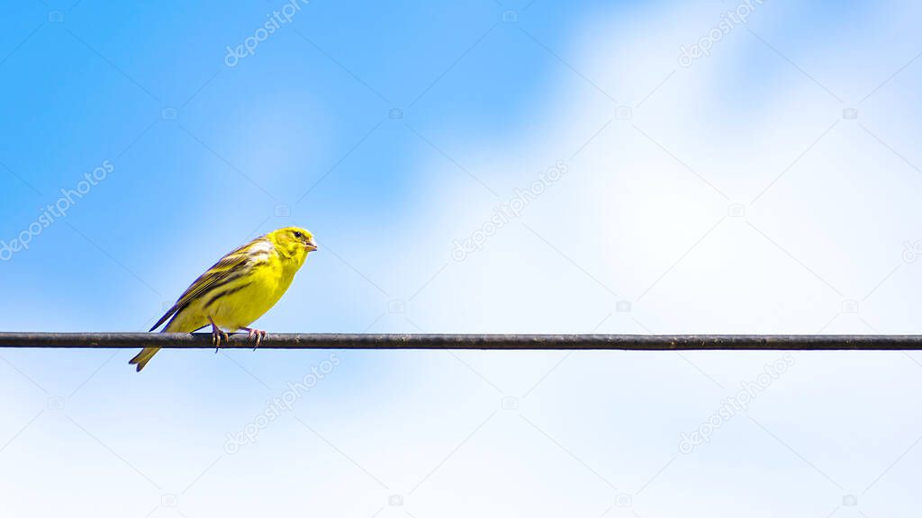 The Atlantic canary bird (Serinus canaria), canaries, island canary, canary, or common canaries birds perched on an electric wire