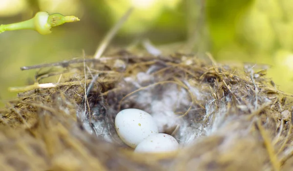 Het Vogelnest Ligt Aan Boom Heeft Kleine Witte Eieren Voorjaarsconcept — Stockfoto