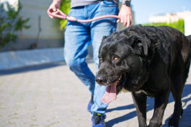 Koronavirüs ya da COVID-19 İspanya 'ya yayıldığı için ulusal tecrit sonrası siyah bir köpeği yürüyüşe çıkarıyorum.