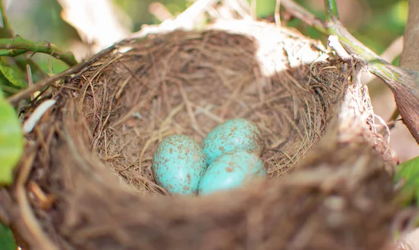 Gewone Merel Turdus Merula Blauw Gekleurde Eieren Een Nest Een — Stockfoto