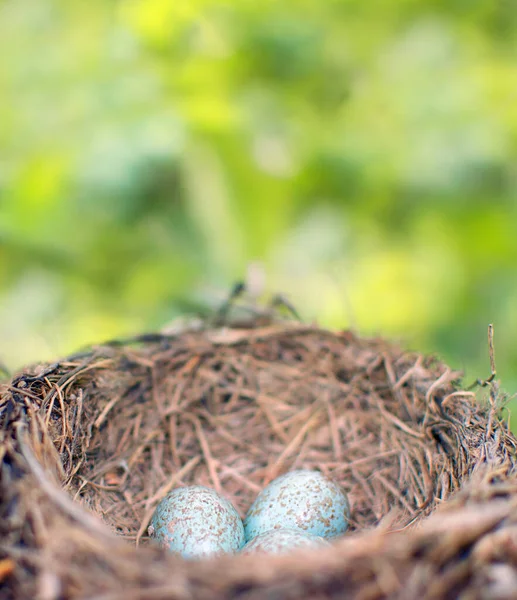 Gewone Merel Turdus Merula Blauw Gekleurde Eieren Een Nest Een — Stockfoto