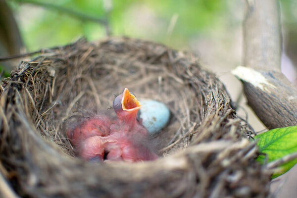 Three newborn birds (blackbird or American Robin) in a nest calling for their mother. Hungry babies are still blind and have no feathers. They are only a few hours old