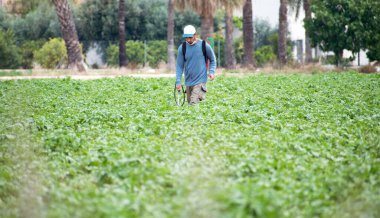 Ot böcek ilacı dezenfekte etme. Organik ekolojik tarım. Püskürtücü böcek ilaçları, yetiştirilen patates tarlalarında böcek ilacı, İspanya. Adam spreyleme ya da pesti ilaçlama, haşere kontrolü