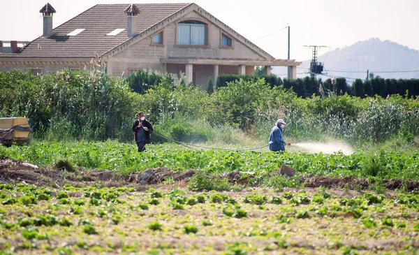 Fumigação Insecticida Ervas Daninhas Agricultura Ecológica Orgânica Pesticidas Pulverização Pesticida — Fotografia de Stock