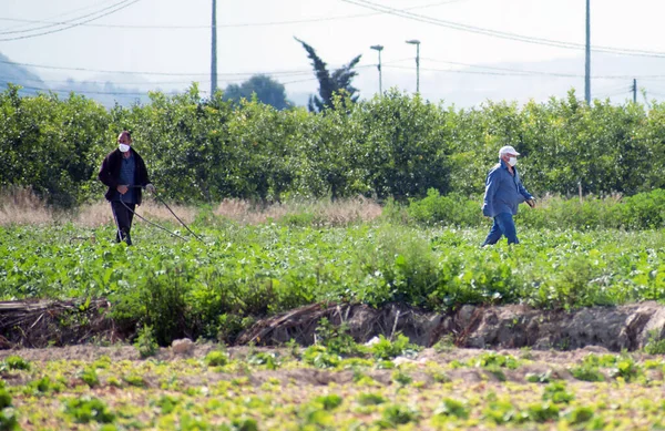 Fumigazione Insetticidi Erbacei Agricoltura Biologica Ecologica Spruzzare Pesticidi Pesticidi Sulla — Foto Stock