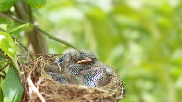 Zwei Neugeborene Vögel Amsel Oder Rotkehlchen Einem Nest Babys Haben — Stockfoto