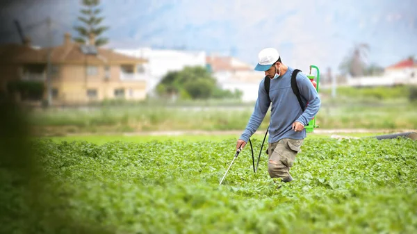 Fumigazione Insetticidi Erbacei Agricoltura Biologica Ecologica Spruzzare Pesticidi Pesticidi Sulla — Foto Stock