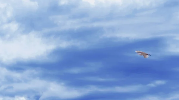 Petite aigrette scientifiquement connue sous le nom d'aigrette garzetta volant dans un ciel orageux . — Photo