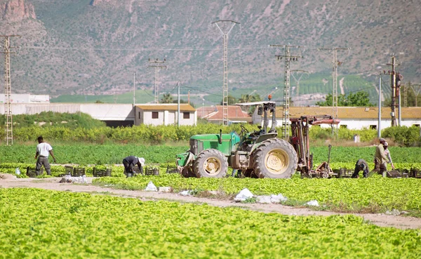 西班牙穆尔西亚 2020年4月29日 科罗纳维勒斯封锁期间的农民 危机期间农民或农场工人在农庄采摘生菜D — 图库照片
