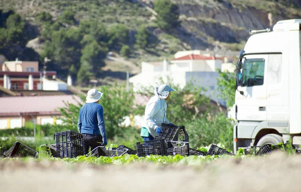 Murcia Espanha Maio 2020 Agricultores Suply Coronavirus Lock Agricultores Trabalhadores — Fotografia de Stock