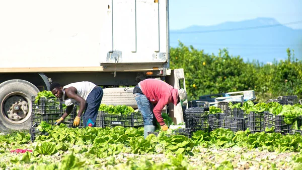 Murcia Spagna Maggio 2020 Durante Isolamento Coronavirus Gli Agricoltori Fanno — Foto Stock