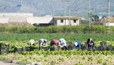 Murcia, İspanya, 2 Mayıs 2020: Çiftçiler Coronavirus 'u kapatırken tedarik ediyorlar. Koronavirüs sırasında ya da covid 19 krizi sırasında tarım çiftliklerinde marul toplayan çiftçiler ya da tarım işçileri