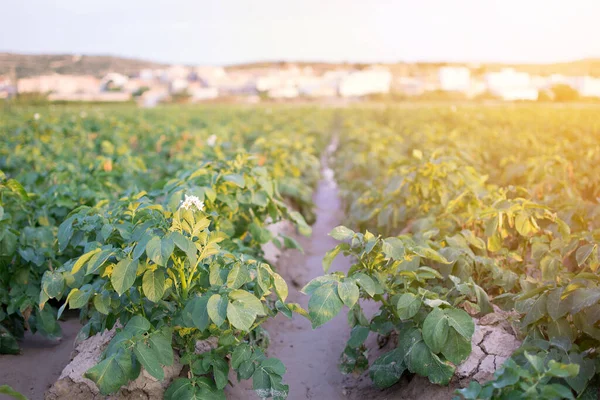 Fiore bianco di patata sullo sfondo campo verde di patate al tramonto . — Foto Stock