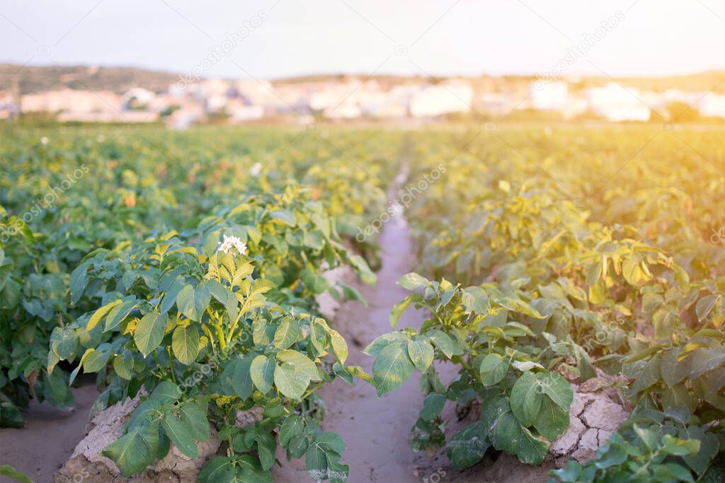White flower of potato on the potato green field background at sunset.