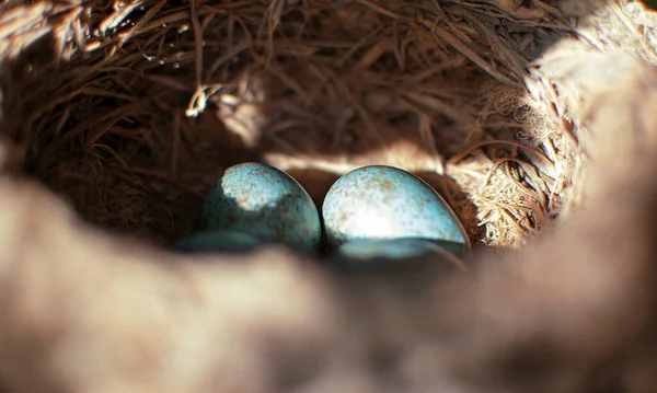 The common blackbird Turdus merula blue colored eggs in a nest. Close-up view of four blue eggs in a nest. of the black bird also known as Eurasian blackbird in Spain