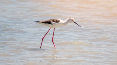 Bilimsel olarak Himantopus himantopus olarak bilinen kara kanatlı stilt İspanya 'da bir gölette balık yakalıyor. 2019 'da İspanya' daki Shorebird 'ler. Siyah kanatlı bir stil sığ sularda yürüyor, İspanyol faunası, hayvanlar.