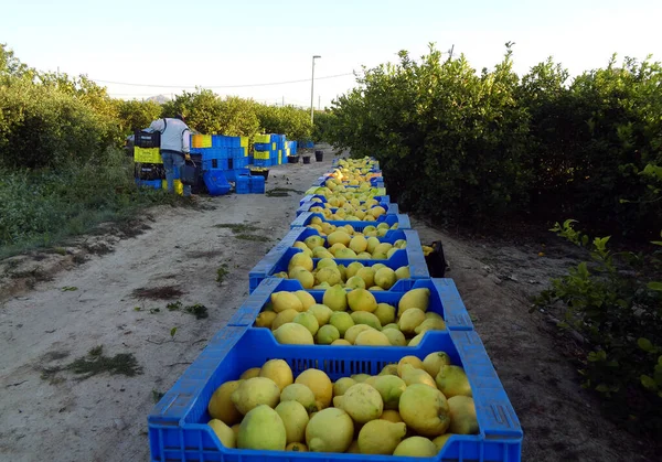 Murcia, Spagna, 20 maggio 2020: Scatole di frutta piene di limone. Lavoratori che raccolgono limoni e trasportano il cestino per raccogliere il limone nella scatola Murcia, Spagna . — Foto Stock