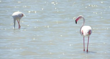 Vahşi Büyük Flamingo sığ sularda Avrupa 'nın en büyük tuzlu su gölü olan Mar Menor' daki kameraya bakıyor. 2019 'da Murcia, İspanya' da flamingo kuşları. Rüzgarlı bir günde yanan bir hayvan.