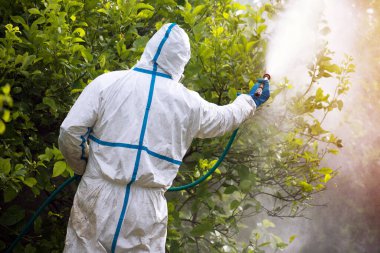 Ekolojik böcek ilacı sıkın. Çiftçi koruyucu elbiseyle dezenfekte edip limon ağaçlarını maskeliyor. Adam zehirli böcek ilacı, böcek ilacı, böcek ilacı sıkıyor.