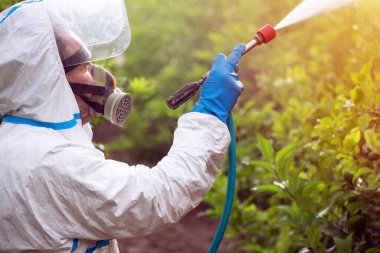 Ekolojik böcek ilacı sıkın. Çiftçi koruyucu elbiseyle dezenfekte edip limon ağaçlarını maskeliyor. Adam zehirli böcek ilacı, böcek ilacı, böcek ilacı sıkıyor.