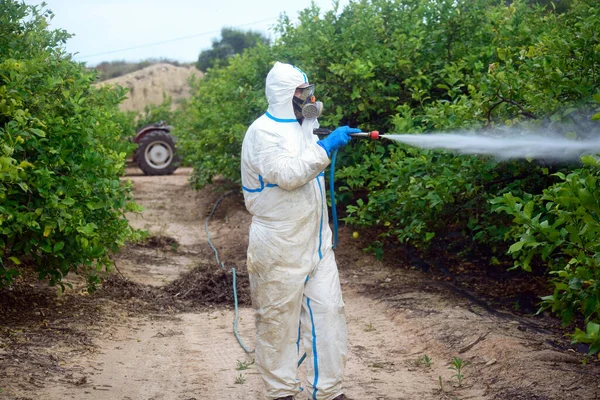 Spray ecological pesticide. Farmer fumigate in protective suit and mask lemon trees. Man spraying toxic pesticides, pesticide, insecticides