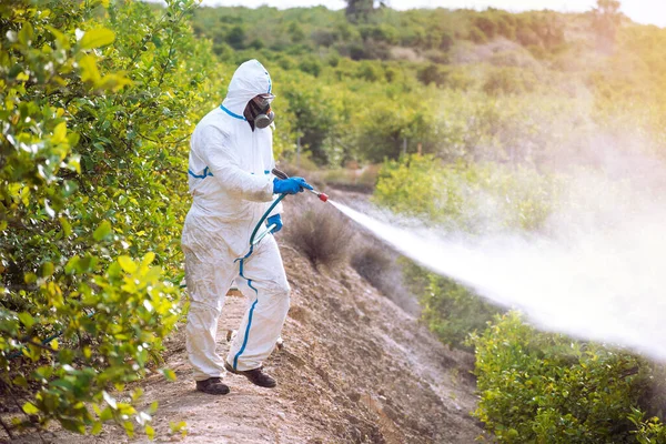 Pulverizar Pesticida Ecológico Agricultor Fumigar Terno Protetor Mascarar Limoeiros Homem — Fotografia de Stock