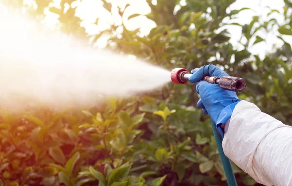 Pulverizar Pesticida Ecológico Agricultor Fumigar Terno Protetor Mascarar Limoeiros Homem — Fotografia de Stock