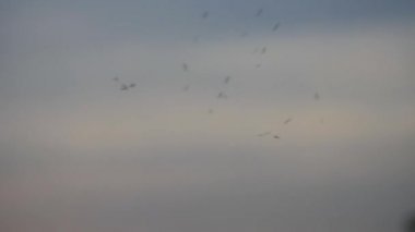 Akşam ışığı içinde uçan sivrisinek