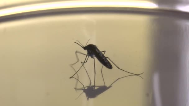 Yansıtıcı bir yüzey üzerinde dinlenme sivrisinek yakın çekim — Stok video