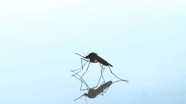 Nahaufnahme, Einblendung einer Mücke auf bläulich-weißem Hintergrund — Stockvideo