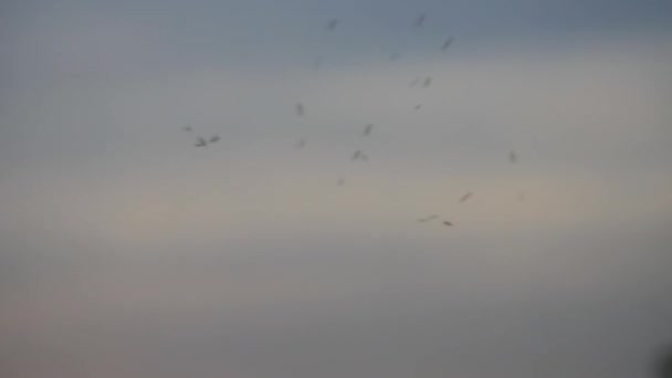 Mosquitos volando en la luz de la tarde — Vídeos de Stock