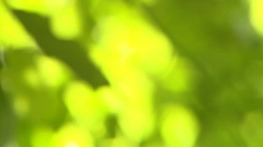 yaprakları yak²n bir soyut bokeh efekti oluşturma