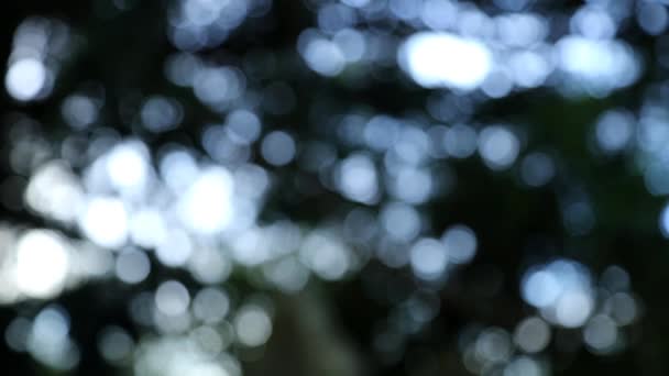 Bokeh fond d'un arbre branches se déplaçant dans le vent — Video