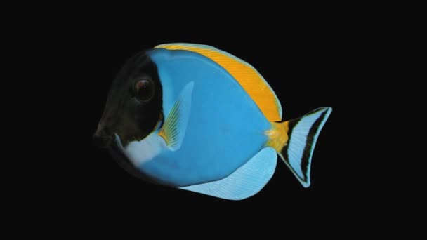 Blue Tang Fish Production Element — Stock Video