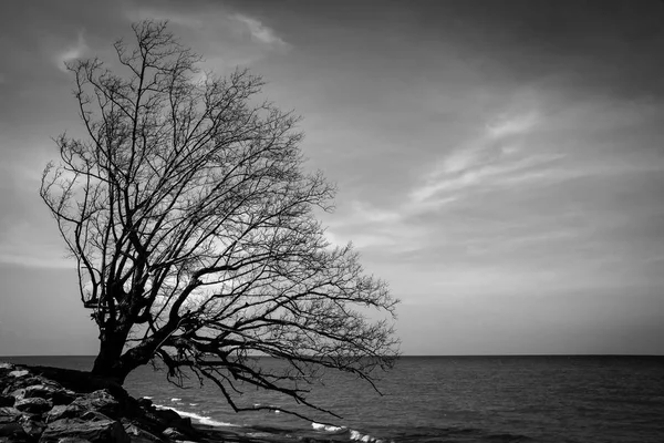 Sahilde büyük ağaç