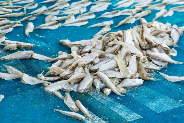 Produção de peixe seco — Fotografia de Stock